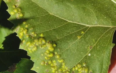 Girasol: el INTA monitorea enfermedades en el centro del país