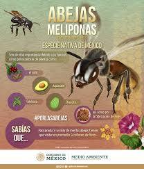 Las abejas que conquistaron la ley: la revolución silenciosa que nace en la Amazonía
