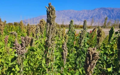 Semillas del INTA viajan al espacio para estudiar cómo responden los cultivos a condiciones extremas