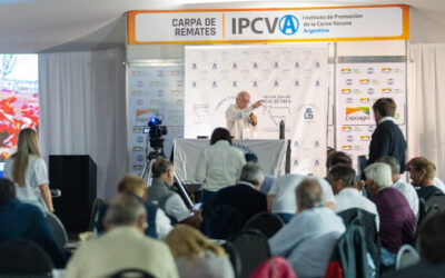 Una intensa agenda de remates ganaderos inicia el lunes en el marco de Expoagro