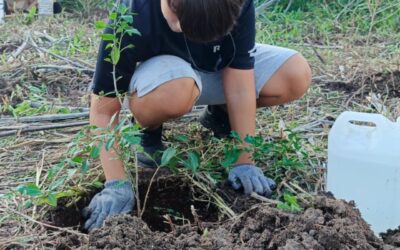 Masiva plantación de árboles nativos en La Hora del Planeta 