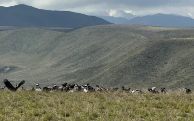 Mendoza: intentaban rescatar a un pichón de cóndor andino y se llevaron una sorpresa