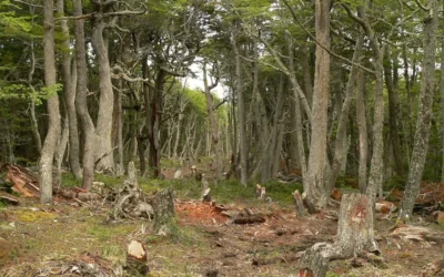 Un proyecto de ley fija nuevas sanciones por destruir bosques nativos: hasta 10 años de prisión
