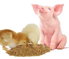 Nutrición animal: el «súper poder» que garantiza salud en mascotas y eficiencia productiva