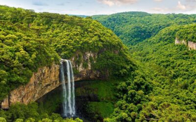 Los bosques más bonitos del mundo: ocho maravillas de la naturaleza declaradas Patrimonio de la Humanidad