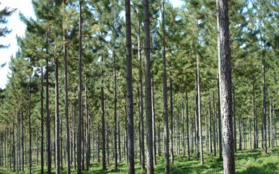 Tierras rurales: AFoA sostiene que restringir la inversión extranjera privada no fortalece la soberanía ni mejora la protección ambiental