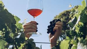 Rutas del vino: buscan potenciar el enoturismo en Jujuy