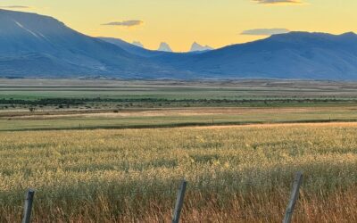 Revolución productiva: Cereales, ganado y naturaleza conviven en un paisaje idílico de la Patagonia