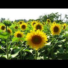 El girasol pide ser tratado como economía regional y eliminar retenciones para potenciar exportaciones