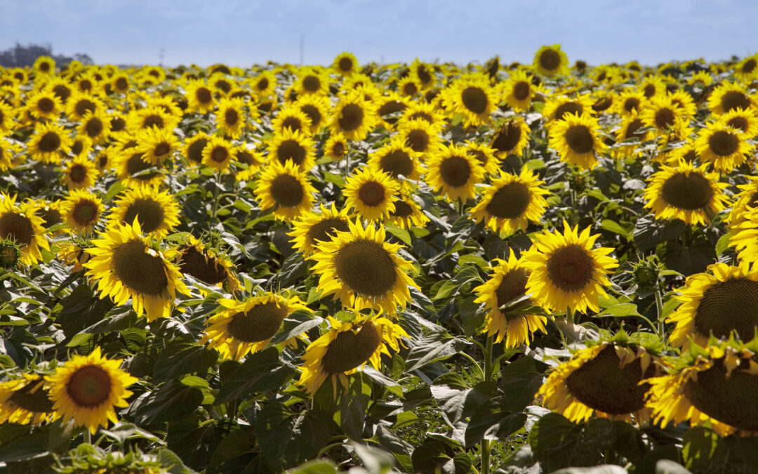 Comenzó la siembra de girasol con récord y desafíos climáticos