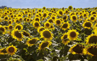 Comenzó la siembra de girasol con récord y desafíos climáticos Comenzó la siembra de girasol con récord y desafíos climáticos