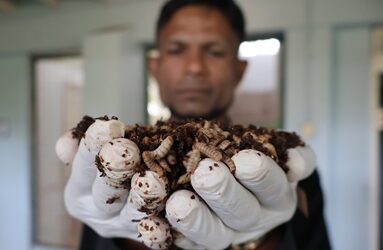 De larvas a soluciones: un joven científico transforma residuos en oportunidades en el Caribe