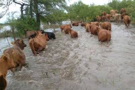 Alerta roja en el campo santafesino: el agua no da tregua y el Gobierno lanza un plan de contingencia