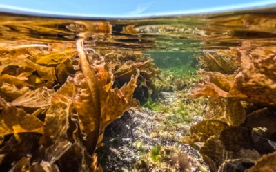 Dónde queda el mundo submarino que emerge dos veces al día y revela una maravilla