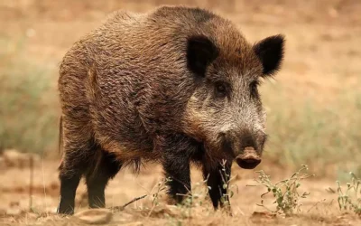 El avance imparable del jabalí en Argentina: plaga invasora, amenaza ecológica y oportunidad económica desaprovechada