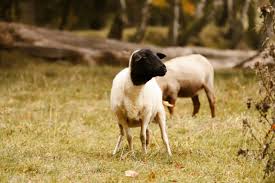 Por primera vez se detectaron brotes de scrapie clásico, «vaca loca» en ovinos importados