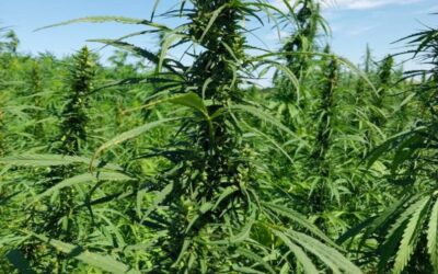 Cáñamo industrial: una oportunidad estratégica para el sudoeste bonaerense