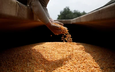 El Gobierno propone un nuevo sistema de control de semillas para mejorar la fiscalización