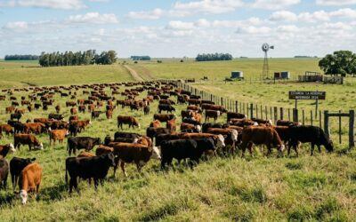 Invernada “digital”: cómo cambió la lógica de compra en el negocio ganadero