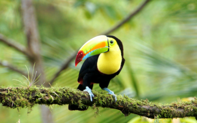 Costa Rica, una opción turística: el despertar de la selva en su época más vibrante