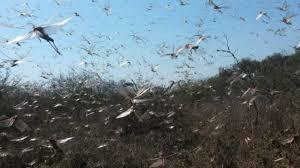 El Programa de Tucuras y Langostas cumple 135 años protegiendo la producción agropecuaria