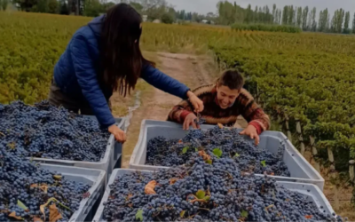 Vinos libres y rebeldes: el secreto mejor guardado de Charly García, un empresario Crea homónimo del músico