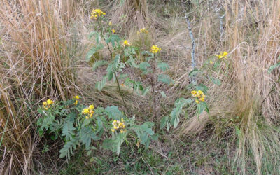 Preocupan los efectos de las plantas tóxicas en el ganado ante la expansión de la frontera agrícola
