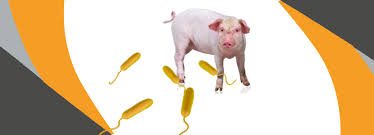 La amenaza silenciosa en las granjas porcinas: cómo la ileítis impacta en la productividad