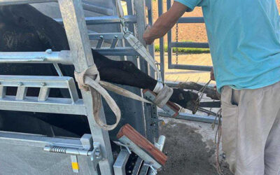 Sin buenas patas no hay leche: Taller de podología bovina en TodoLáctea