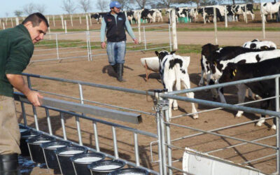 Crianza y reposición en foco: estrategias y herramientas para maximizar litros en el tambo
