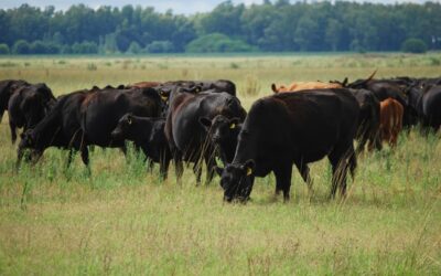 Naredo INviTA 2026: un encuentro para mostrar el potencial ganadero del sudoeste bonaerense