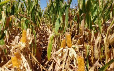 Minería de suelos y falta de inversión: el campo argentino produce a «media máquina»