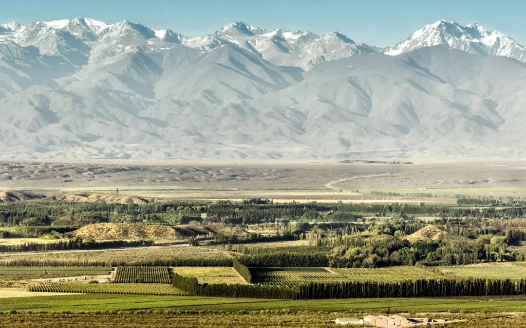 La Ruta del Vino en Argentina: Un viaje sensorial entre los Andes y la estepa