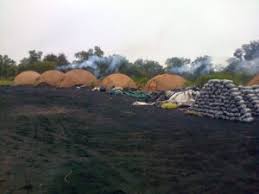 Biocarbón: De residuo forestal a alternativa clave para mejorar suelos y rendimientos de cultivos