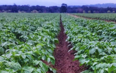 Sello del INTA: El uso de biofertilizantes logra un salto de 7 toneladas por hectárea en el cultivo de papa