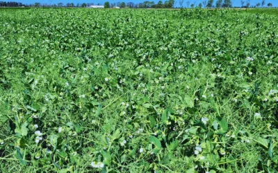 Planificar la fertilización, clave para mantener la productividad