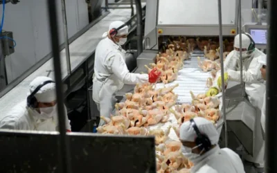 La principal avícola del país acumula salarios impagos y los trabajadores paralizan la actividad