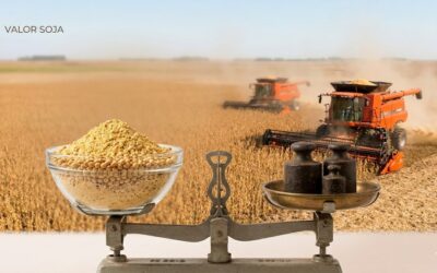 Un regalo magnífico: Sigue firme el precio de la harina de soja (¡en plena cosecha sudamericana del poroto!)