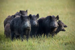 Darwin, ¿tenemos un problema? Cómo la sobrealimentación turística convirtió a los jabalíes en cazadores de conejos Darwin, ¿tenemos un problema? Cómo la sobrealimentación turística convirtió a los jabalíes en cazadores de conejos
