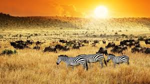 La gran migración en Kenia: El mayor espectáculo de la naturaleza