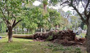 Isla Martín García: Continúan las acciones para el control del picudo rojo de las palmeras