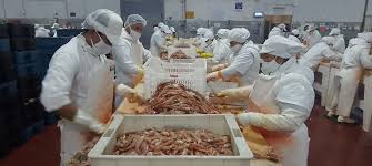 Nuevo marco normativo para habilitar destinos de exportación en la cadena pesquera y acuícola