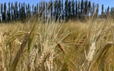 La revancha de la fina: con perfiles llenos, la nutrición es la llave del rinde récord
