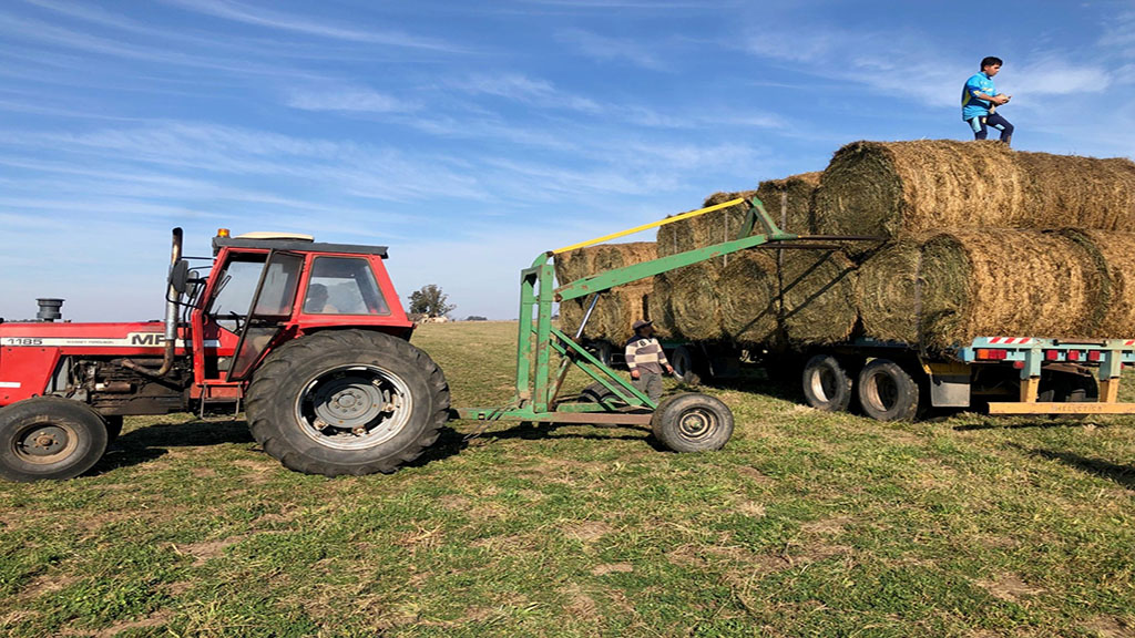 Alfalfa en rollos: una apuesta rentable que supera a los cultivos tradicionales