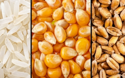 Para tener en cuenta: La campaña agrícola 2026/27 será el “ciclo de los cereales” con cosechas menguantes en un contexto de demanda global creciente