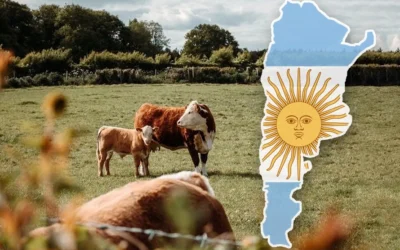 Ganadería argentina: los pilares de un ciclo excepcional y los desafíos para sostenerlo
