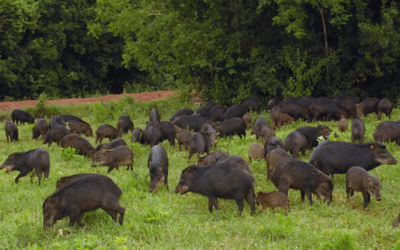 Emergencia ambiental y productiva: el avance implacable del jabalí jaquea a Santa Catarina