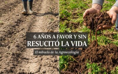 El Despertar de la Tierra: De la Alfombra de Concreto a la Esponja de Vida