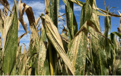 La mancha blanca gana terreno y enciende alertas en el cultivo de maíz
