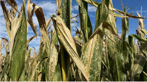 La mancha blanca gana terreno y enciende alertas en el cultivo de maíz
